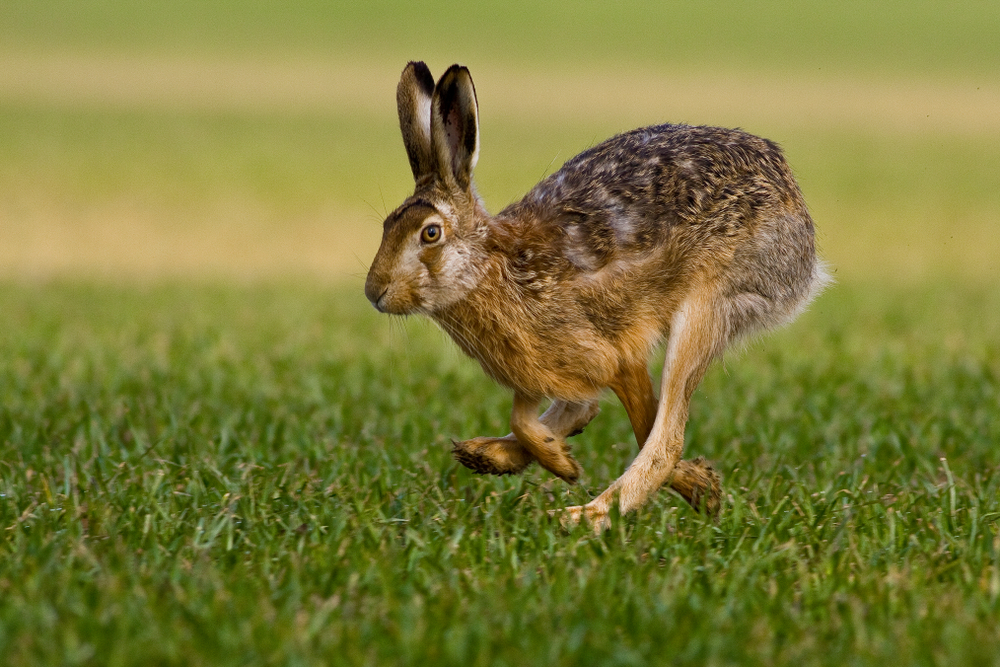 A brown hare running