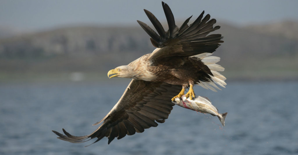 A White Tailed Sea Eagle swooping over the sea with a fish in its claws