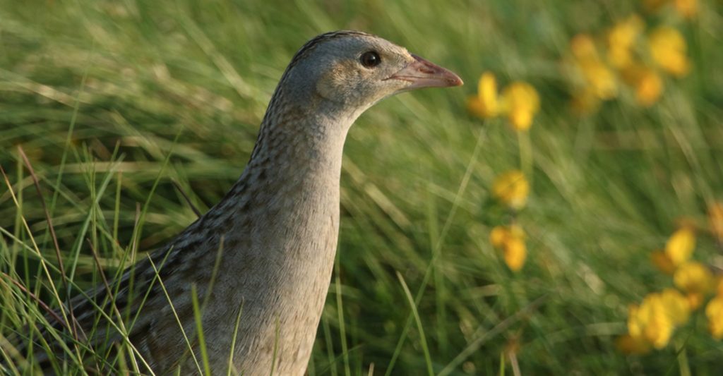 A corncrake sitting in the grass
