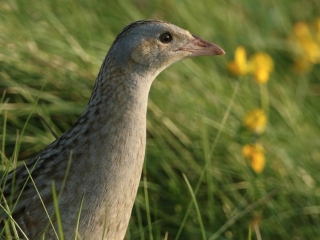 A Corncrake A Corncrake sitting in the grass