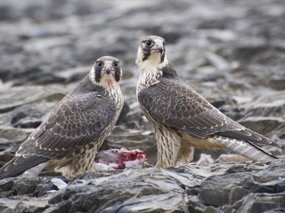 Peregrine Falcons A pair of Peregrine Falcons