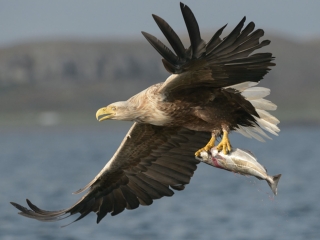White Tailed Sea Eagle A White Tailed Sea Eagle swooping over the sea with a fish in its claws