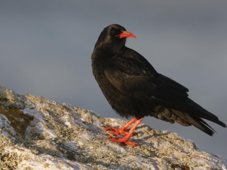 A Chough A Chough standing on a rock