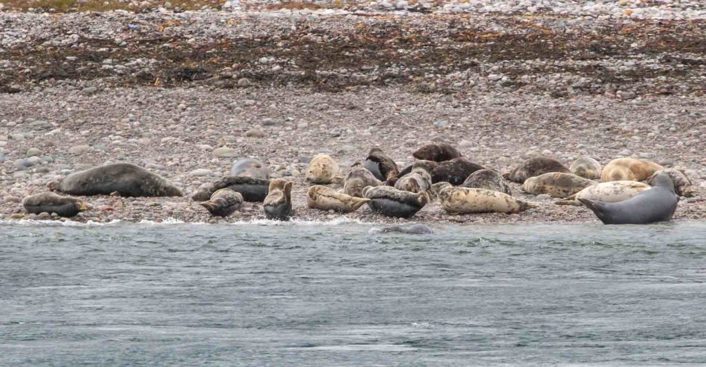 Seals and sea lions on a beach on Islay
