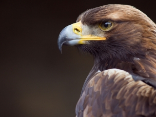 Golden Eagle A golden eagle's head