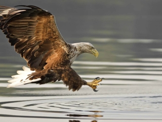 White Tailed Eagle White tailed eagle about to catch a fish