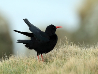 Chough The rare Chough bird and visitor to Islay Scotland
