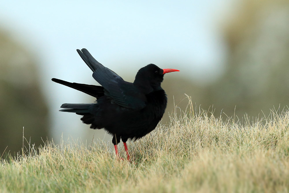 The rare Chough bird and visitor to Islay Scotland