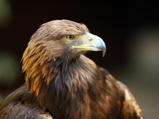 Golden Eagle Close up of the head of a Golden Eagle