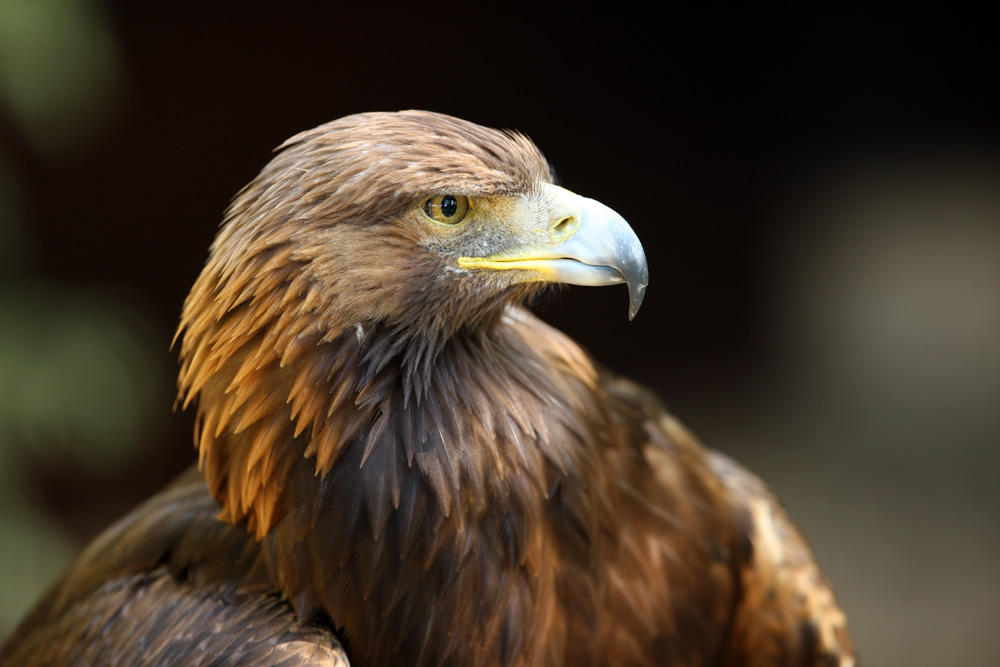 Close up of the head of a Golden Eagle