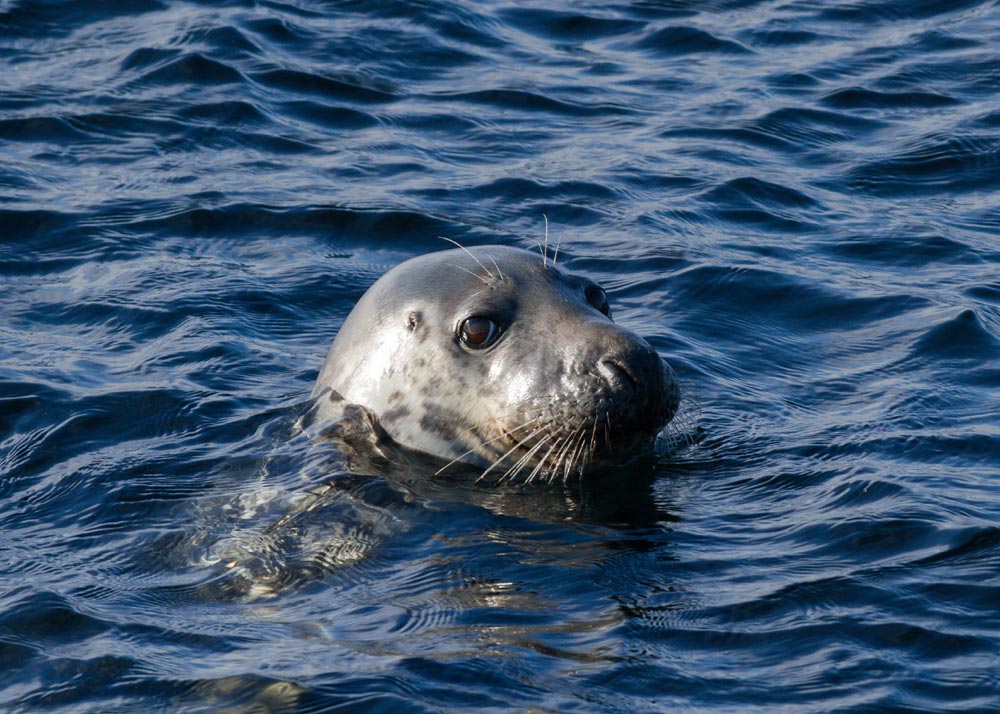 Grey seal swimming in the sea in Scotland