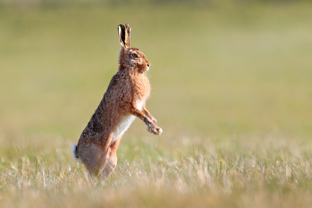 Brown Hare leaping up in a field