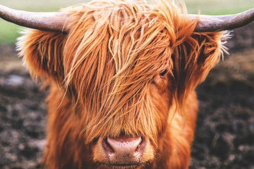 Close up of the face of a Highland cow