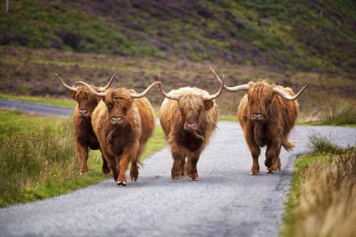 4 Highland cows walking on country road