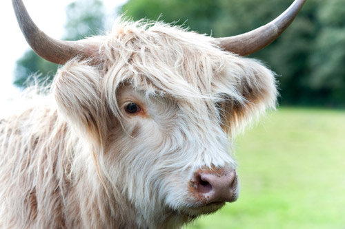 Close up of the face of a Highland cow