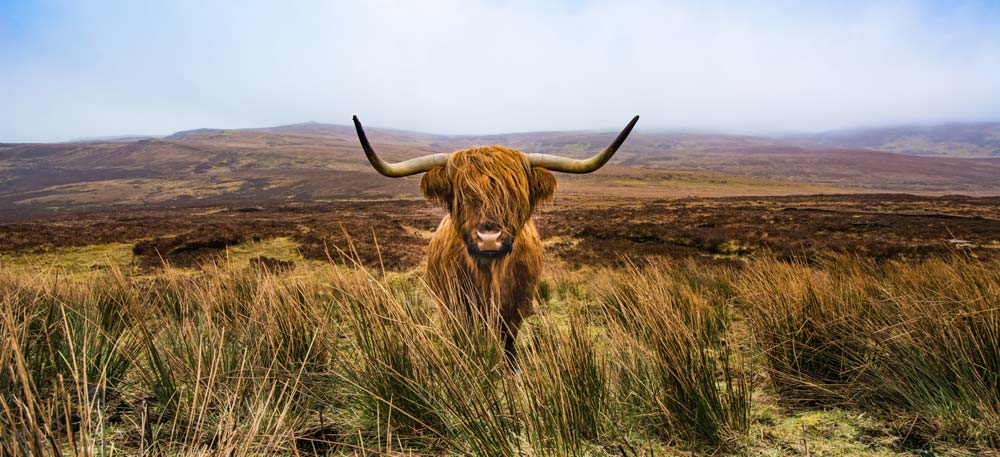 A Highland Cow with Scottish Highlands in the background