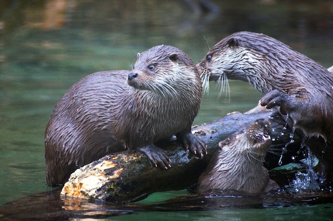 Otters on a branch on the water