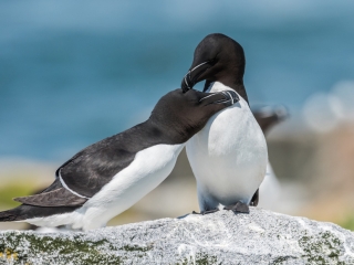 Razorbills Grooming Two Razorbill birds on a rock