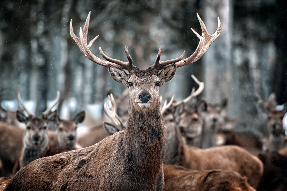 Scottish stag in a herd in winter