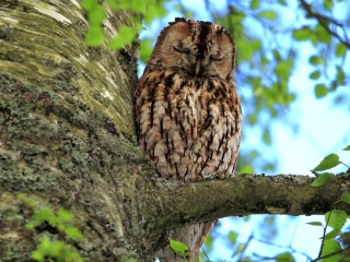 Tawny Owl Tawny Owl asleep on a branch of a tree