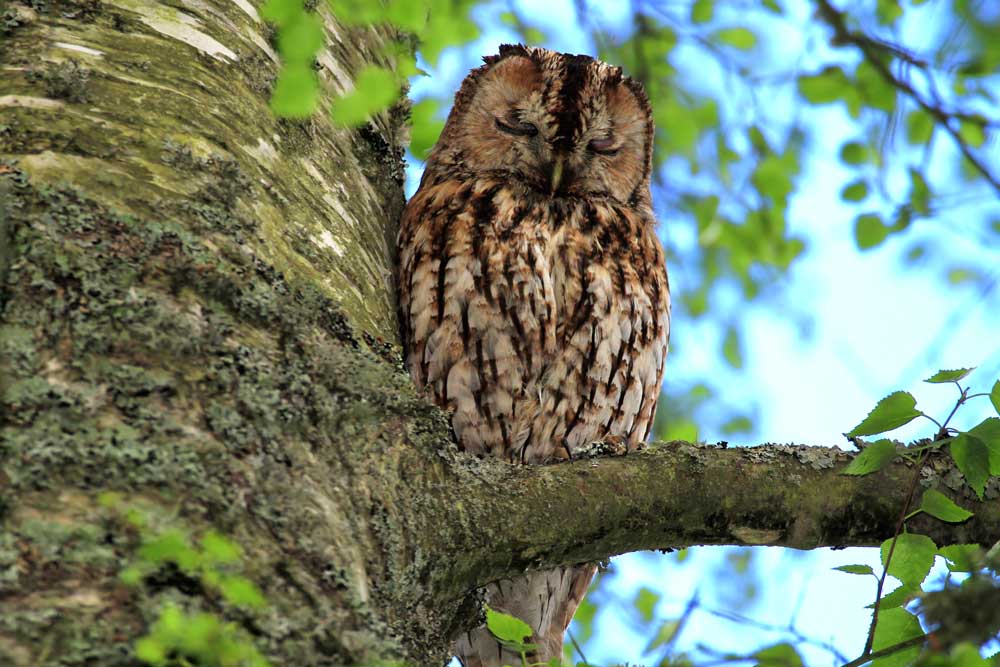 Tawny Owl asleep on a branch of a tree