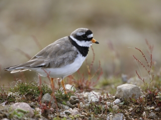 Ringed Plover Bird Ringed plover bird on ground, Islay