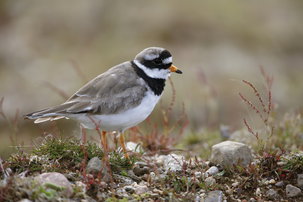 Ringed plover bird on ground, Islay