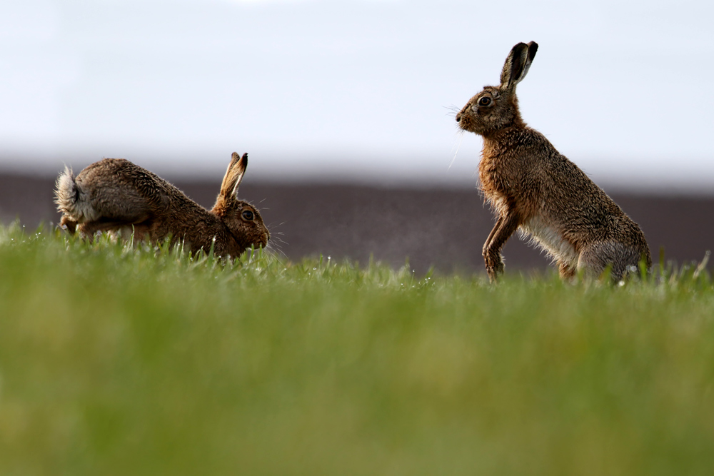 Brown hares boxing in March
