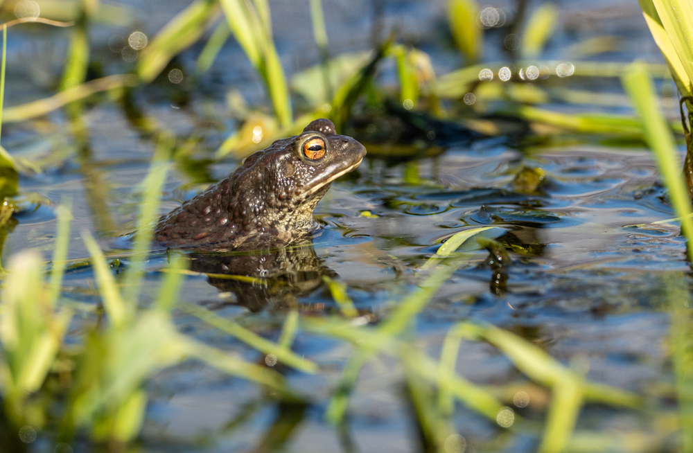 european common toad (bufo bufo) looking out of in shallow water.