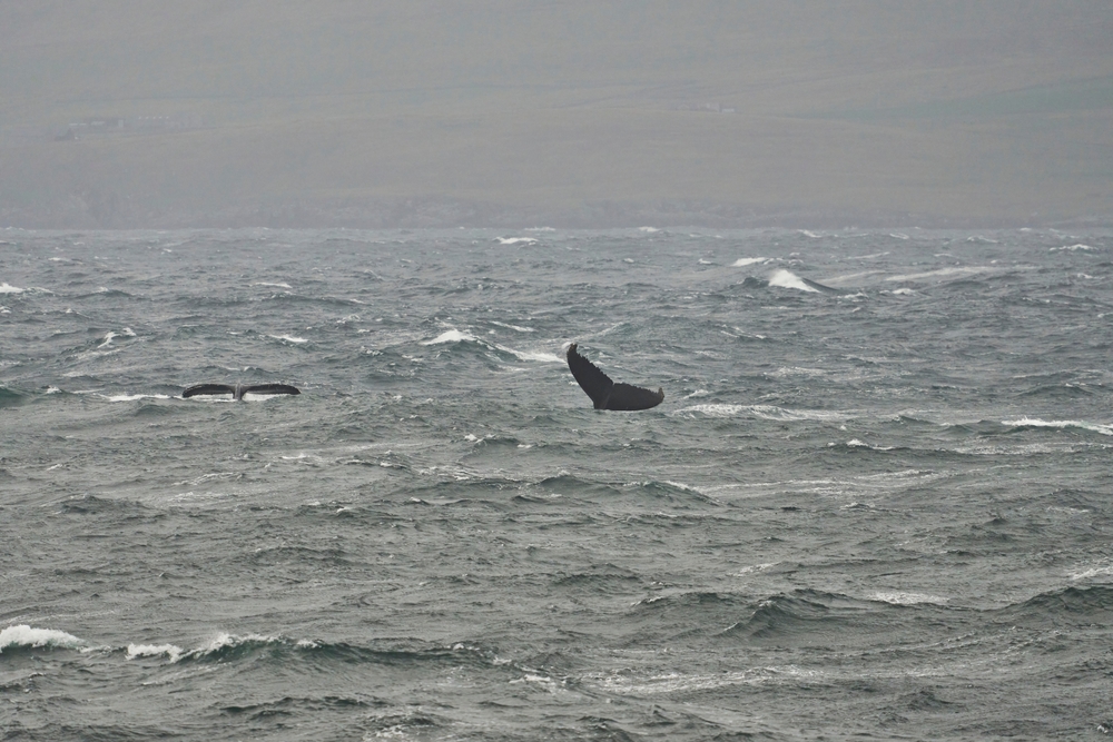Humpback whales breaching along the coast of Scotland