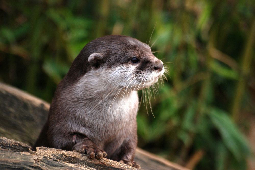 Brown otter sitting on a rock
