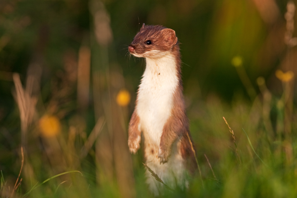 A Stoat, Mustela erminea standing up on it's back legs between the grass.

