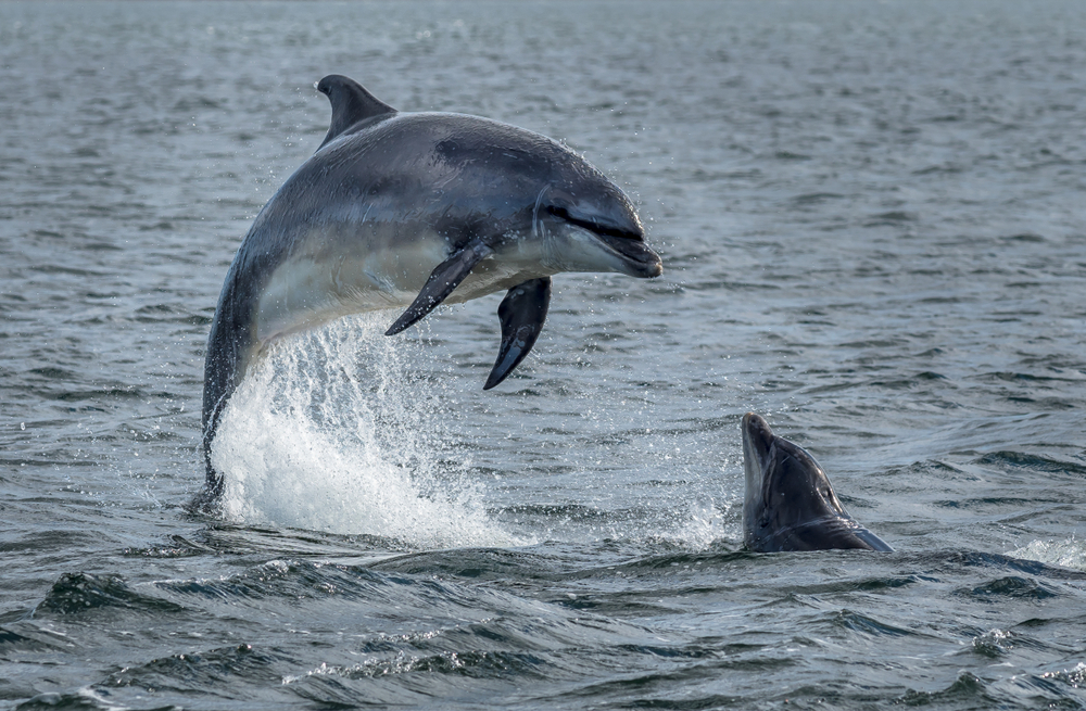 Wild Bottlenose Dolphins Jumping Out Of The Sea