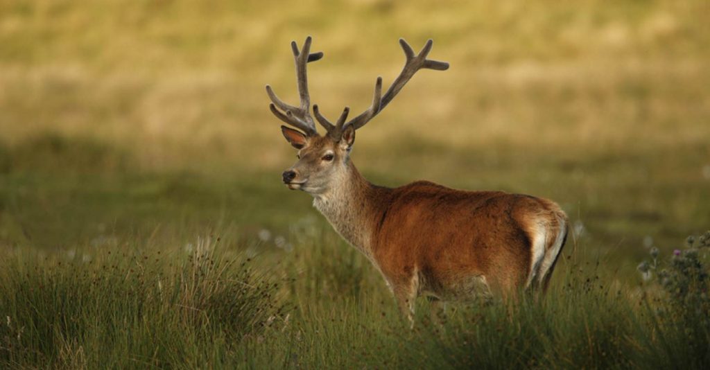 A deer in grassland.