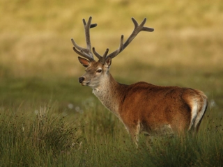 National-History-Trust National-History-Trust