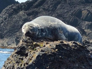 Sea-Adventures1-e1472818453220 Sea-Adventures1-e1472818453220